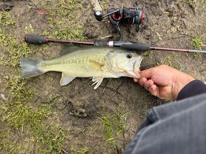 Largemouth Bass