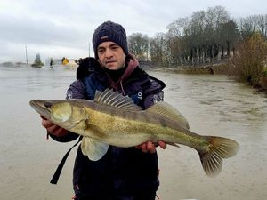 Zander