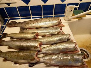 Rainbow Trout
