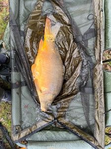 Leather Carp