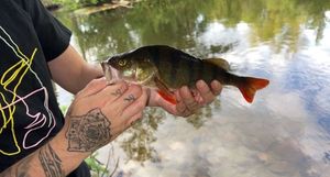 European Perch
