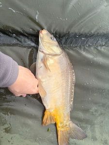Leather Carp