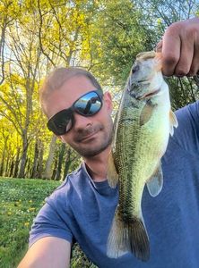 Largemouth Bass