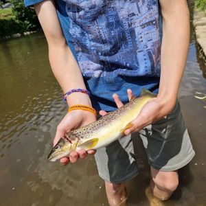 Brown Trout