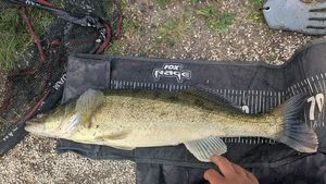 Zander