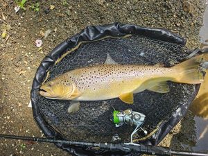 Brown Trout