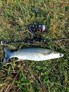 Thicklip Grey Mullet