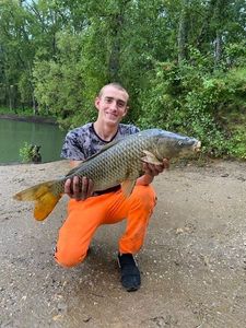 Common Carp