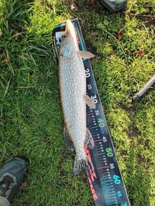 Northern Pike