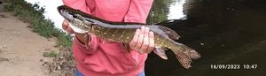 Northern Pike
