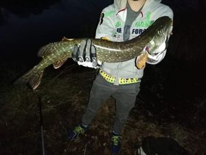 Northern Pike