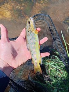 Brown Trout