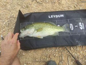 Largemouth Bass