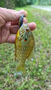 Green Sunfish