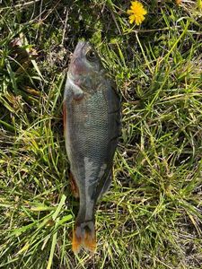 European Perch