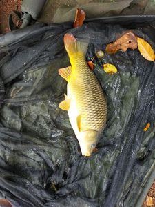 Common Carp