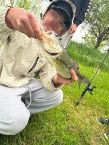 Smallmouth Bass