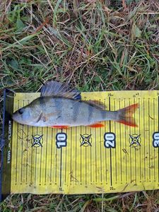 European Perch