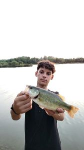 Largemouth Bass