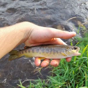 Brown Trout