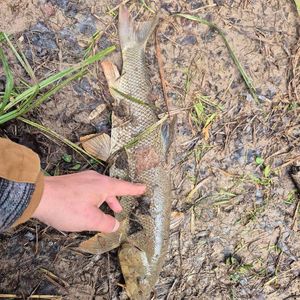 Barbel
