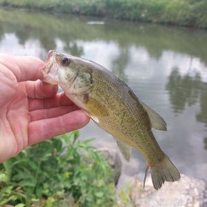 Largemouth Bass