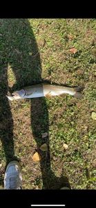 Golden Trout