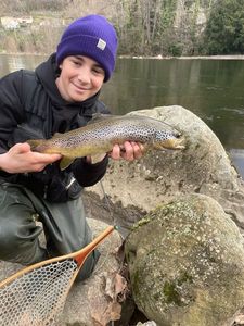 Brown Trout