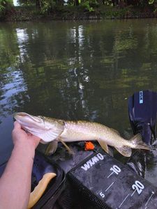 Northern Pike
