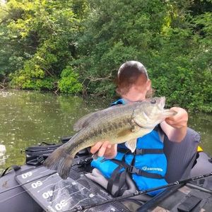 Largemouth Bass