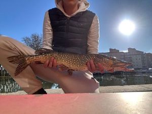 Northern Pike