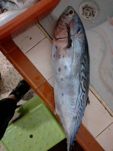 Red Porgy
