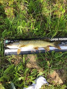Northern Pike