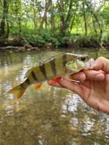 European Perch
