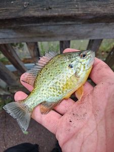 Pumpkinseed