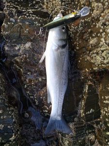 European Bass (Seabass)