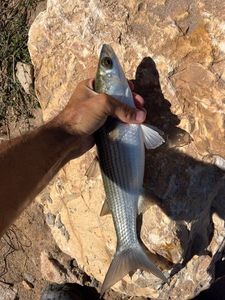 Thinlip Grey Mullet