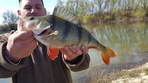 European Perch