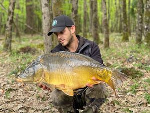 Mirror Carp
