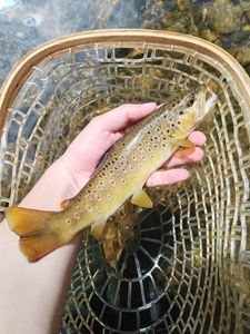 Brown Trout