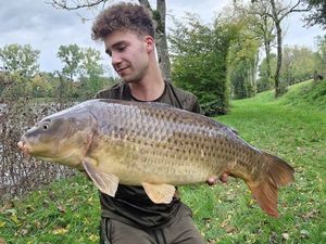 Common Carp