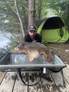 Common Carp
