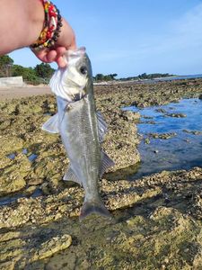 European Bass (Seabass)