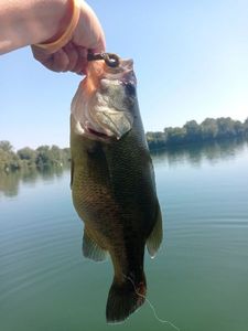 Largemouth Bass