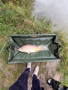 Crucian Carp