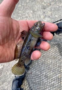 Giant Goby