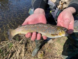Brown Trout