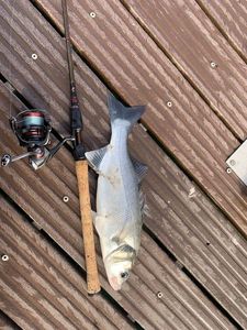 European Bass (Seabass)