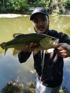 Largemouth Bass