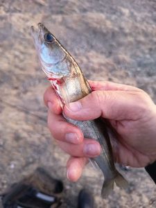 Zander